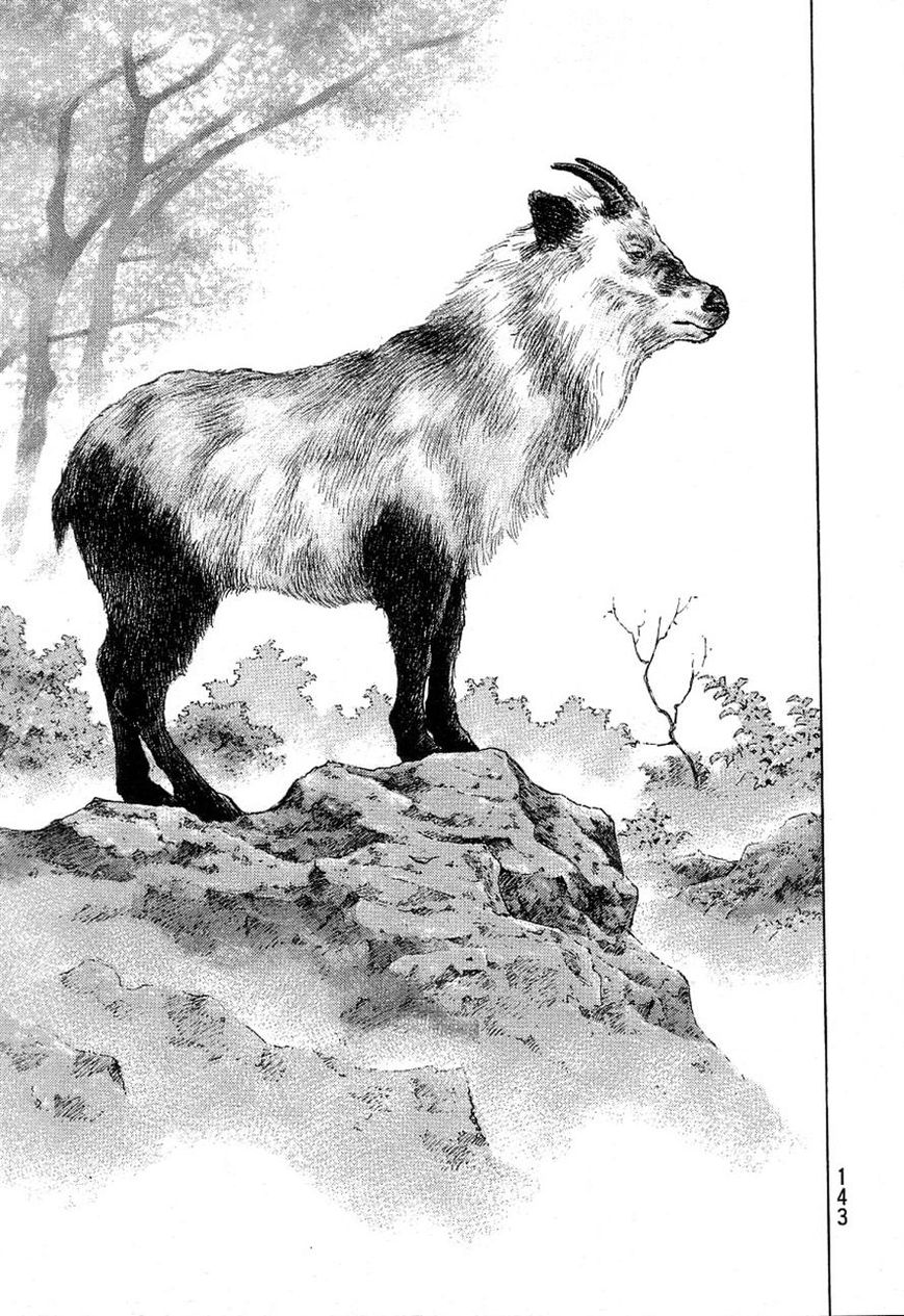 Shamo 332