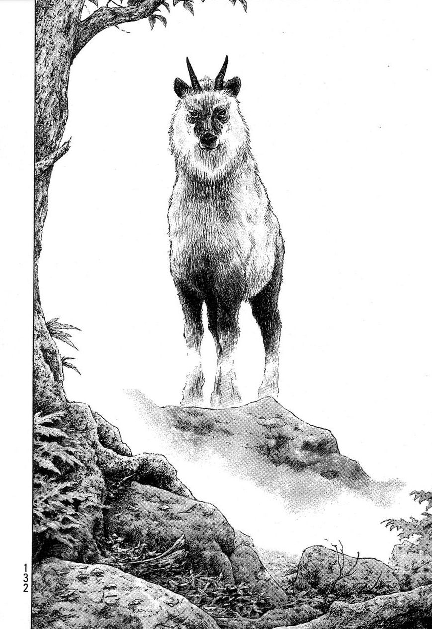 Shamo 332