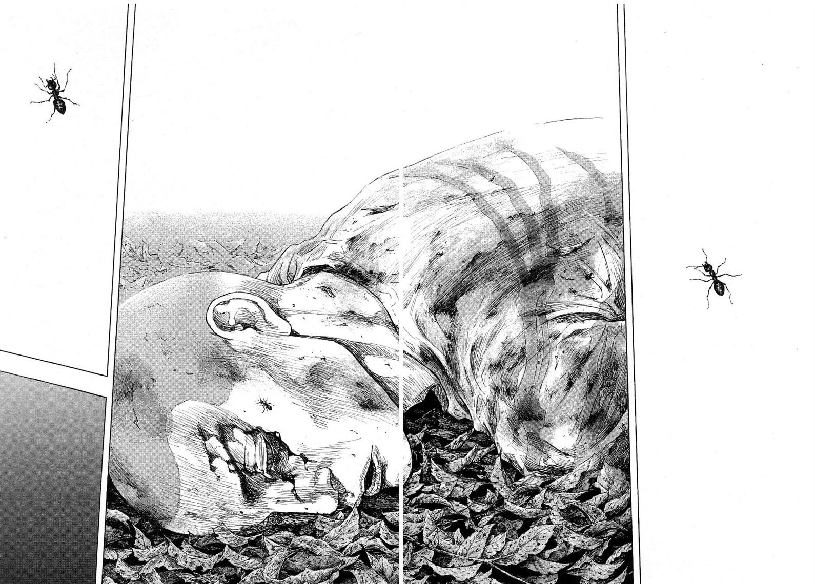 Shamo 334