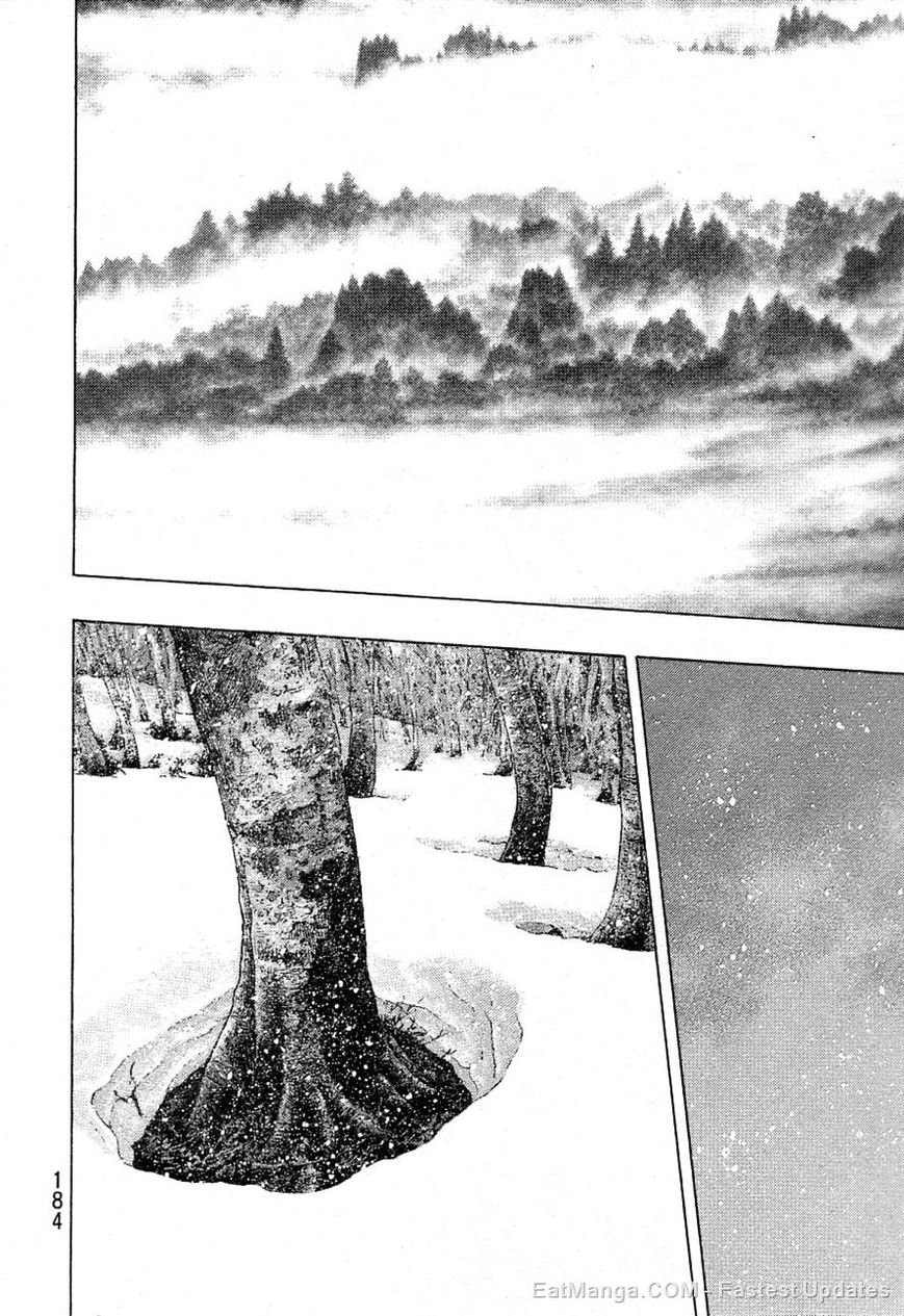 Shamo 334