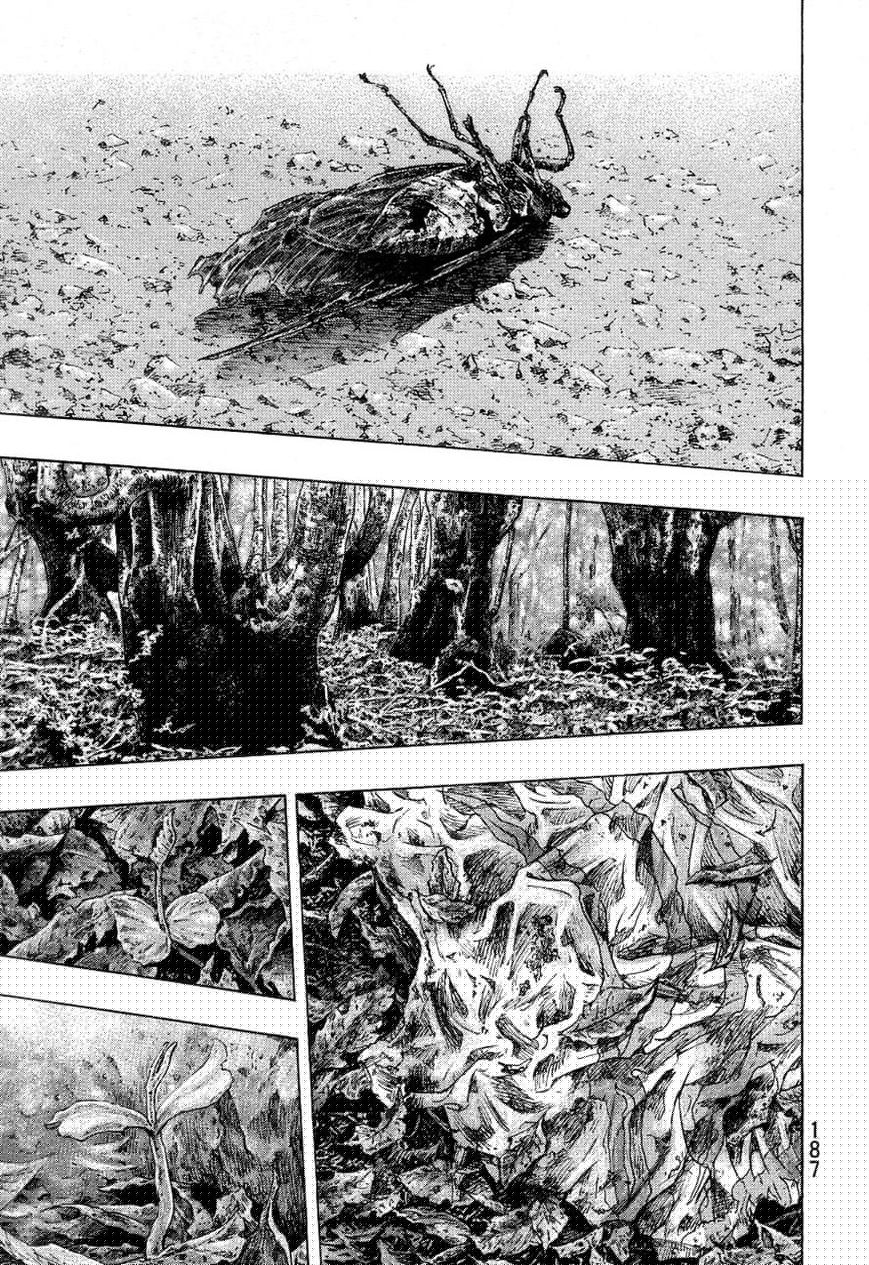 Shamo 334