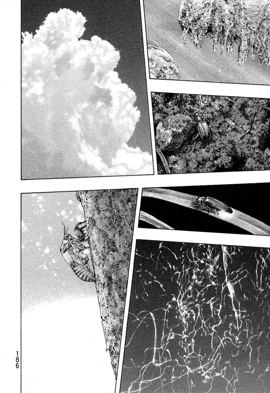 Shamo 334